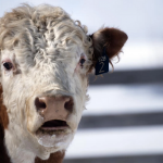 Aux États-Unis, 18 000 vaches tuées dans l’explosion d’une ferme